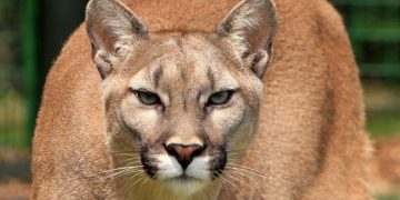 horská puma